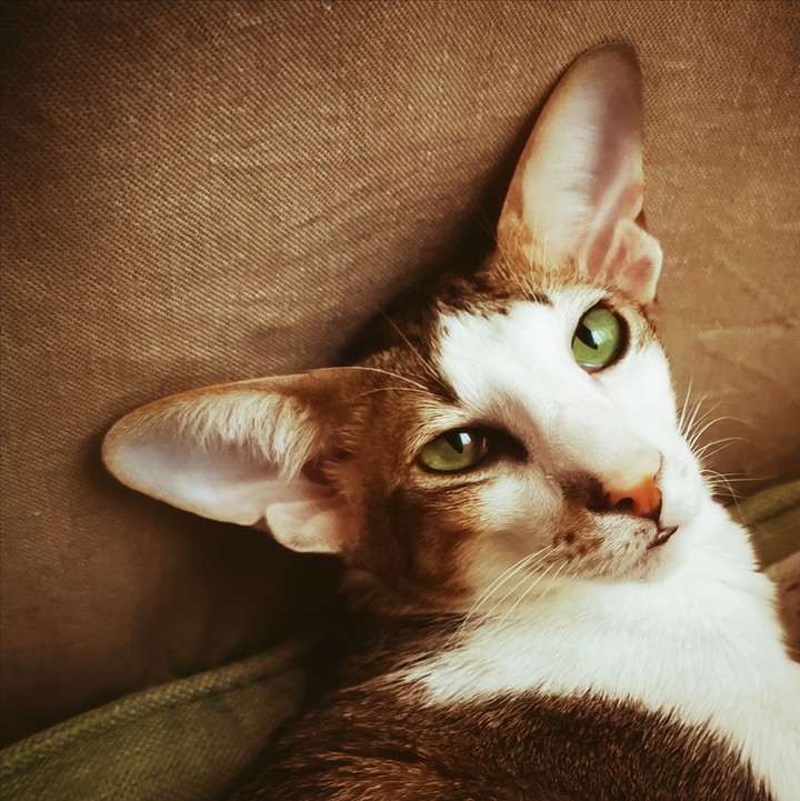 cat