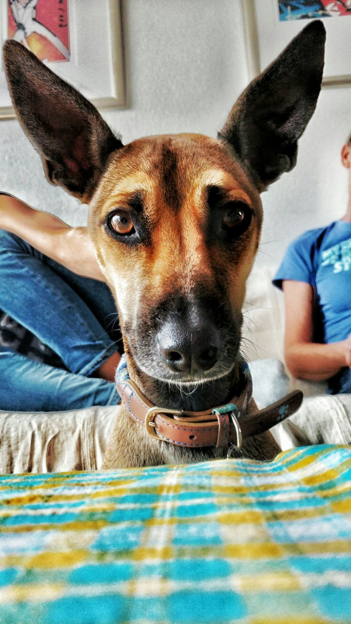 My ears are too big!