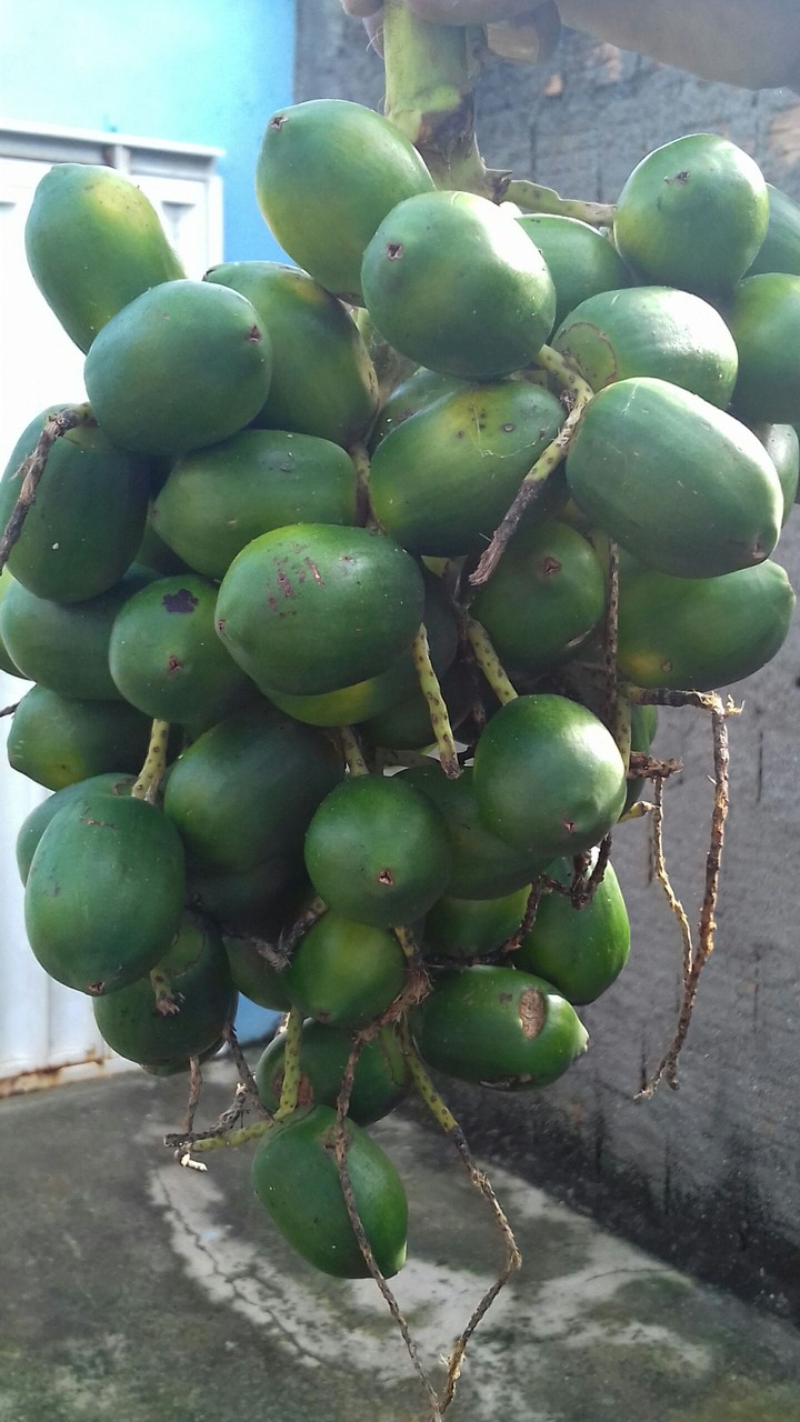 pupunha