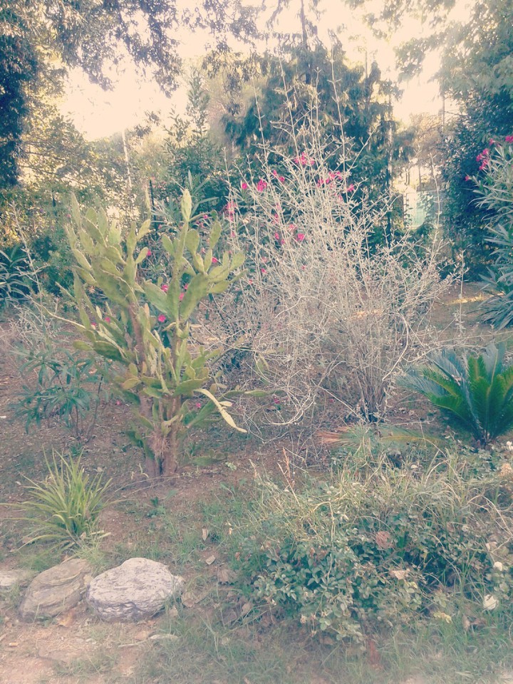 #flower