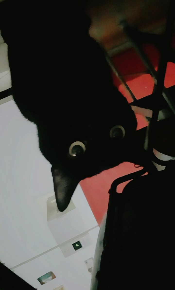 Black cat
