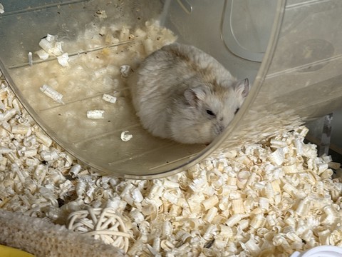ταπετσαρίες hamster, snout