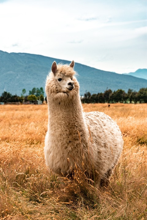 רקעים fur, Livestock