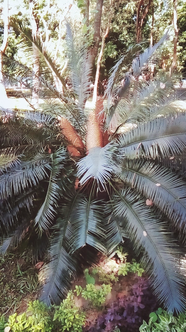 plant