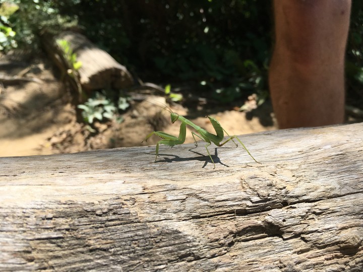 Mantis