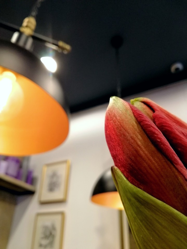 Hippeastrum. Loft. Vintage bulbs.