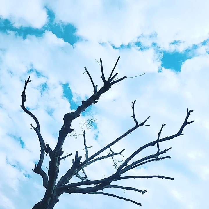 #tree #clouds #sky
