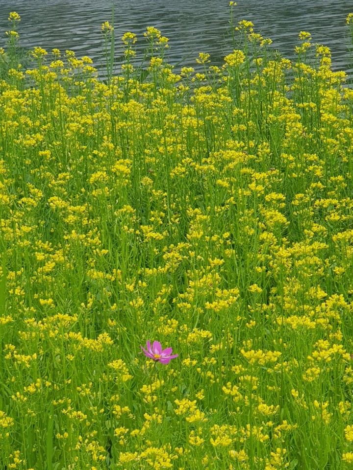 유채꽃