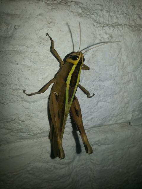 grasshopper, insect wallpapers