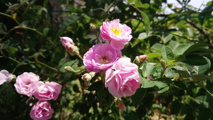 rose