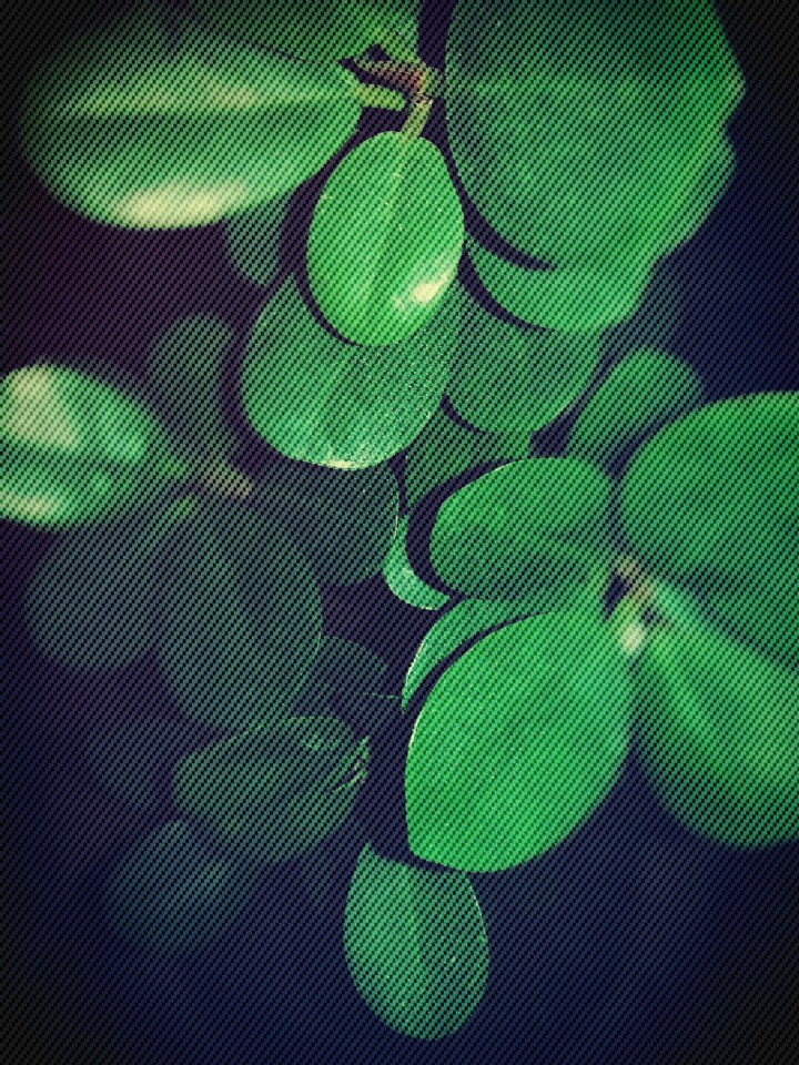 leaf