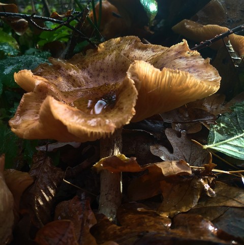 обои mushroom, fungus