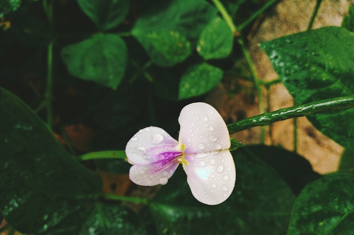 dew drops