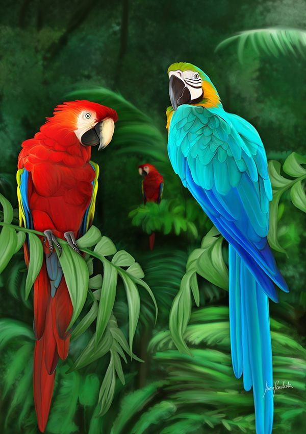 Nice birds.
