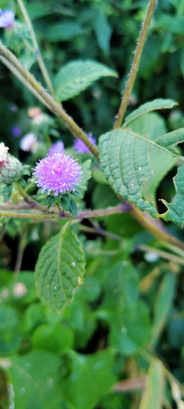 purple flower