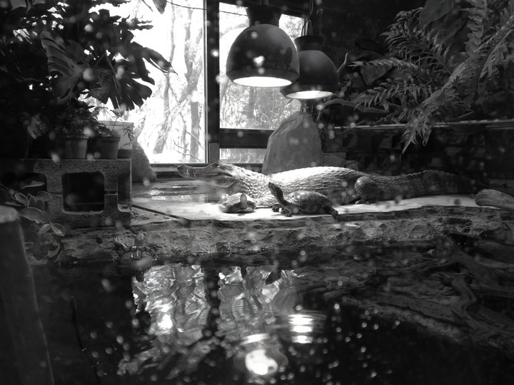 crocodile