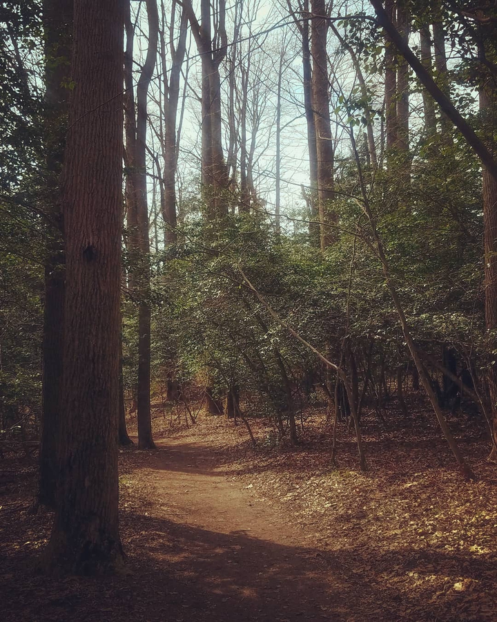 Woods