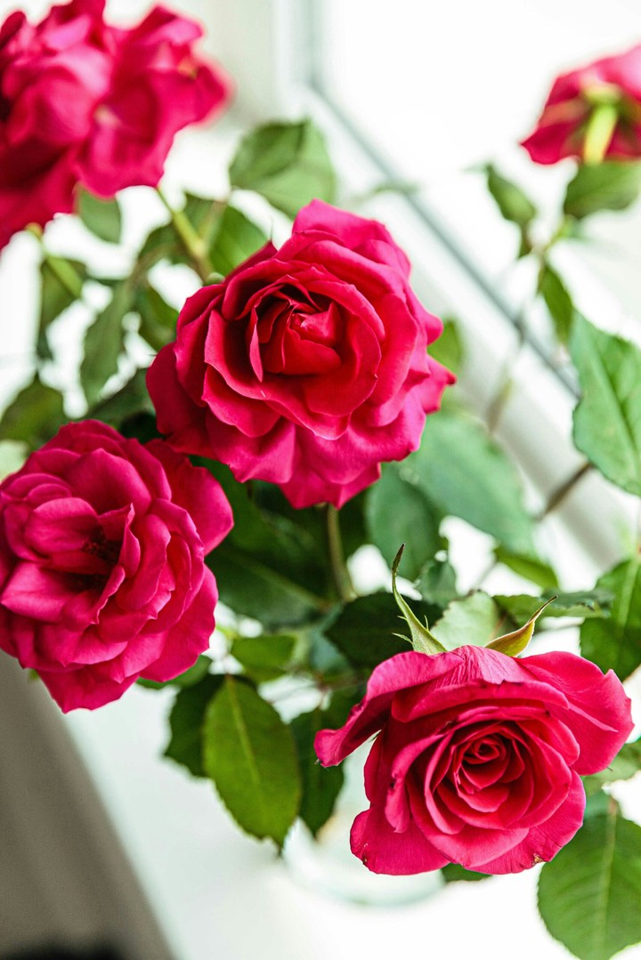 red roses