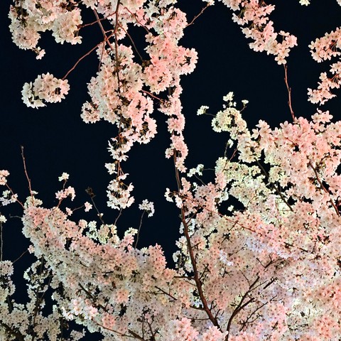 twig, flower壁纸