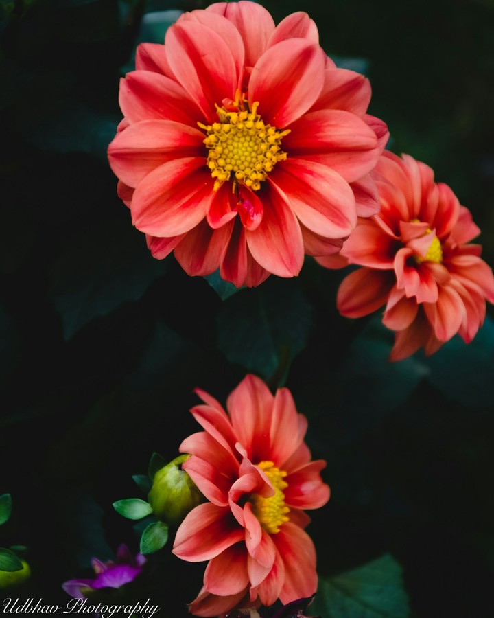 Wallpaper