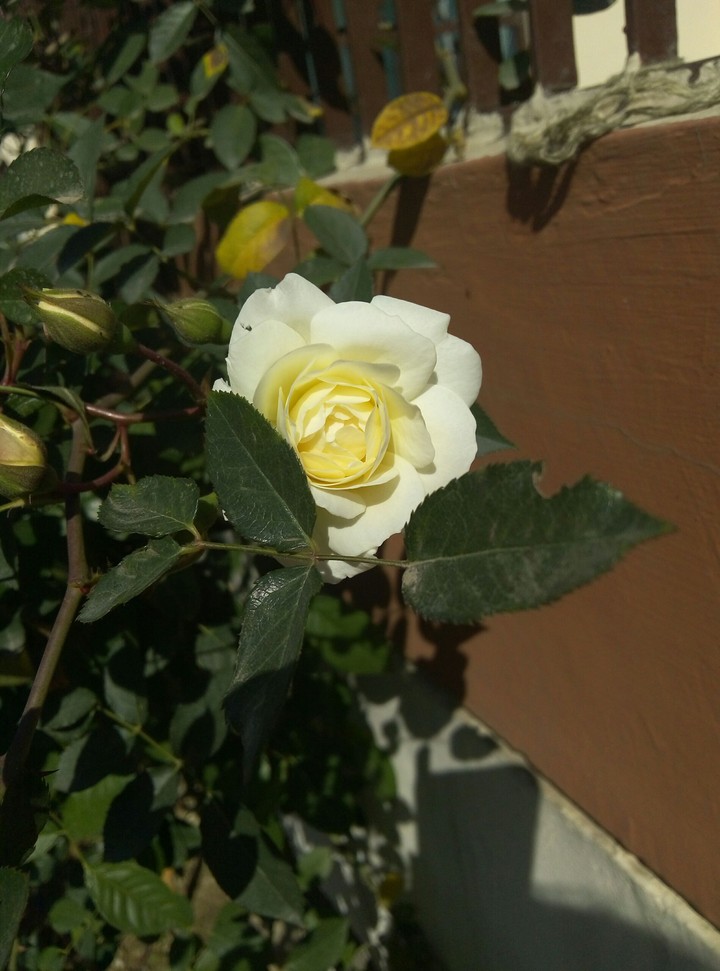 rose beauty