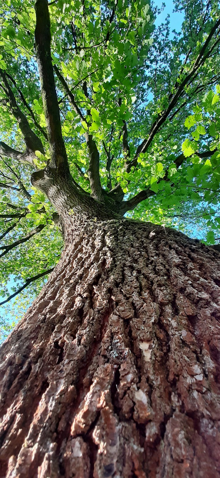 tree