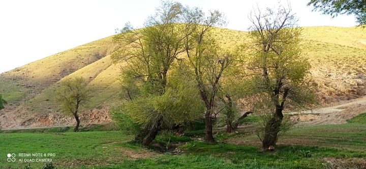 nature