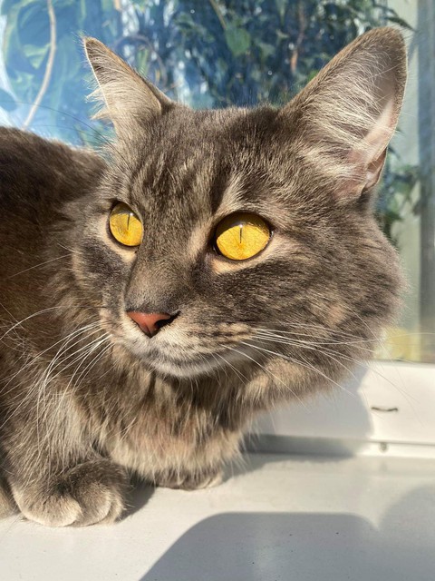 cat???