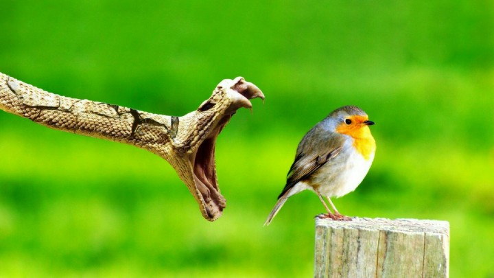 attack