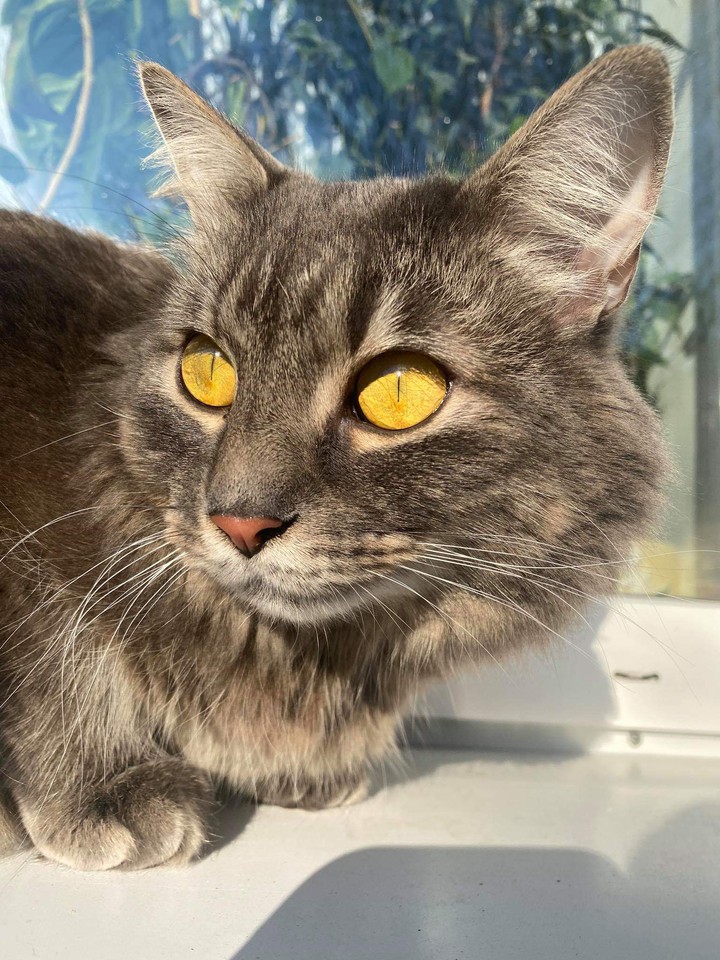 cat???