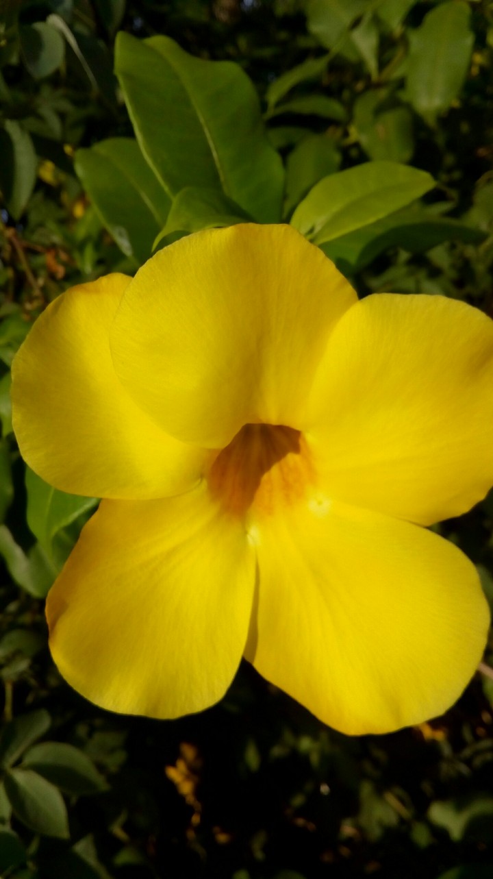 bright yellow