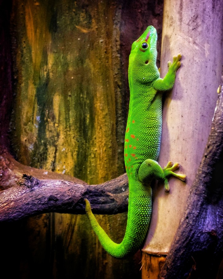 A colorful friend!