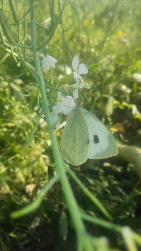 Butterfly On Flower