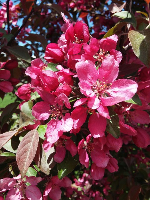 blossom, pink Hintergrundbilder