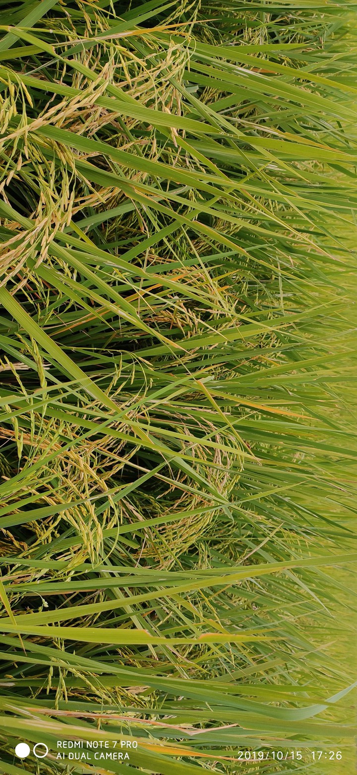 wheat
