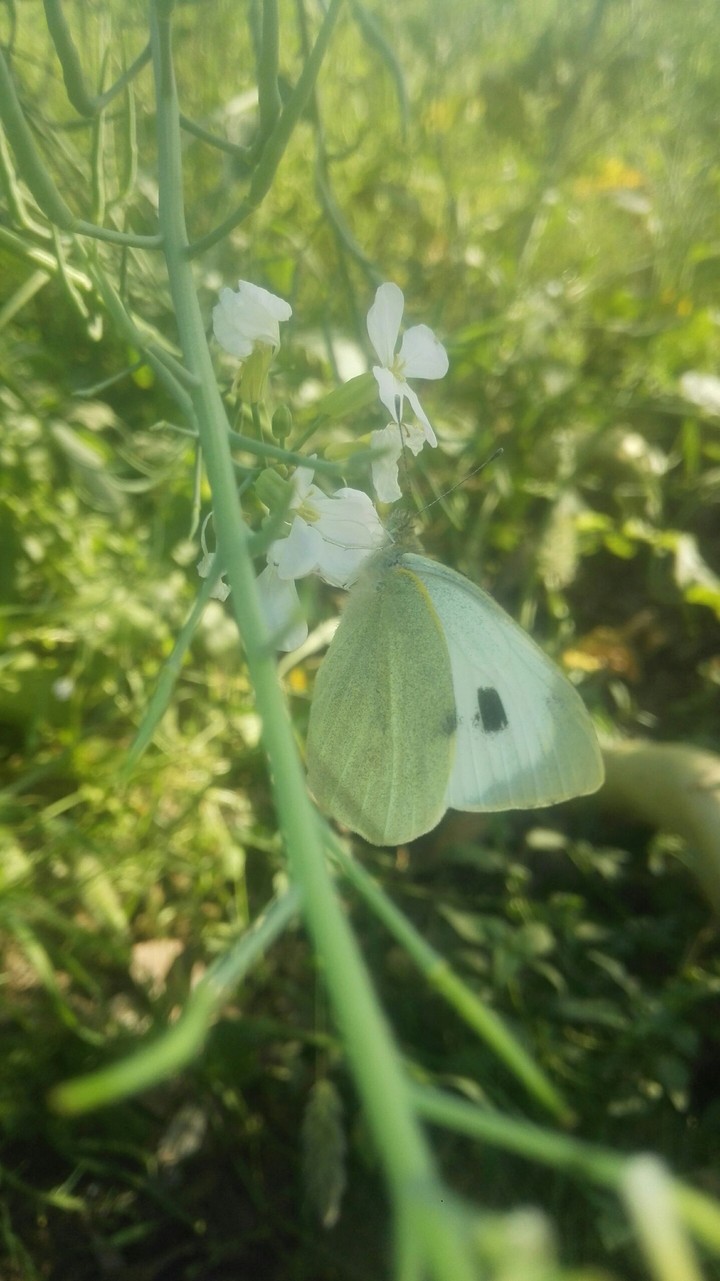 Butterfly On Flower