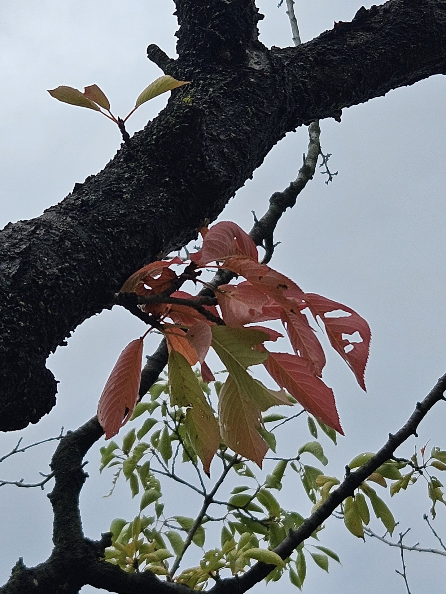 twig, branch duvar kağıtları