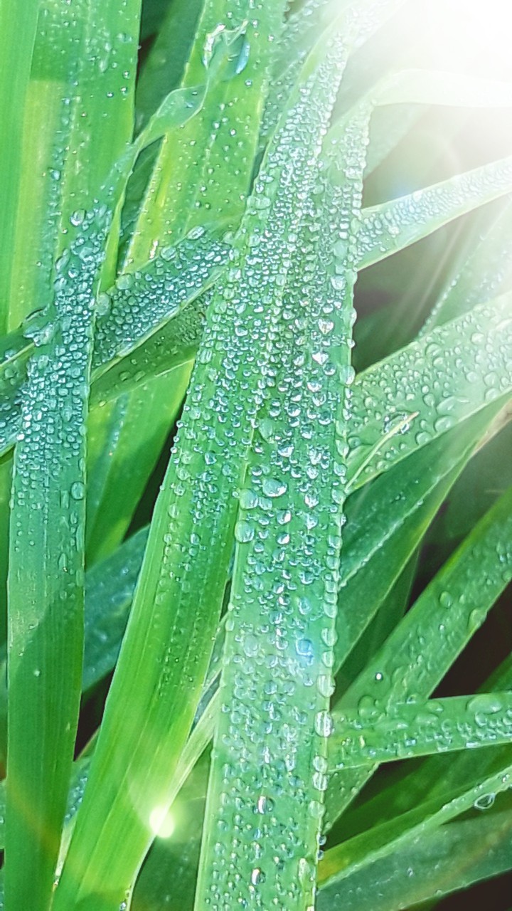 grass