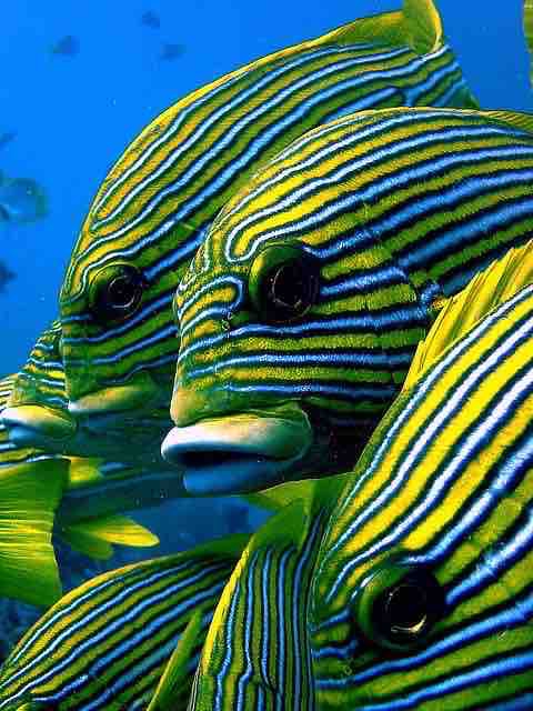 poisson