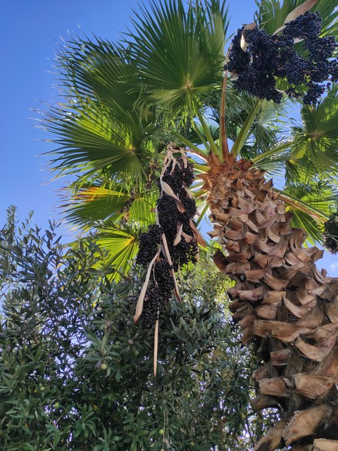 papéis de parede Air, trunk