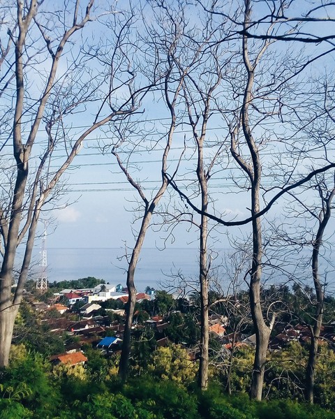 Kembang Sambi