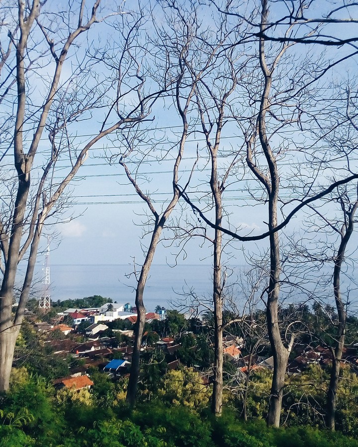 Kembang Sambi