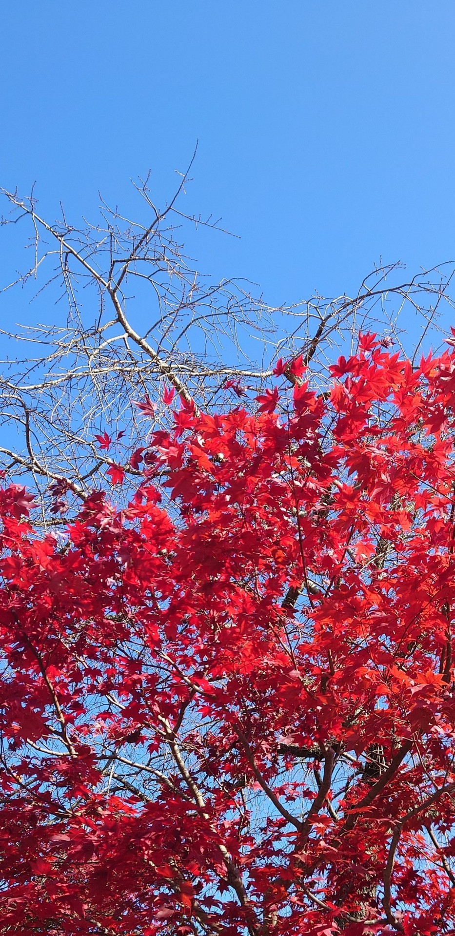 papéis de parede leaf, deciduous