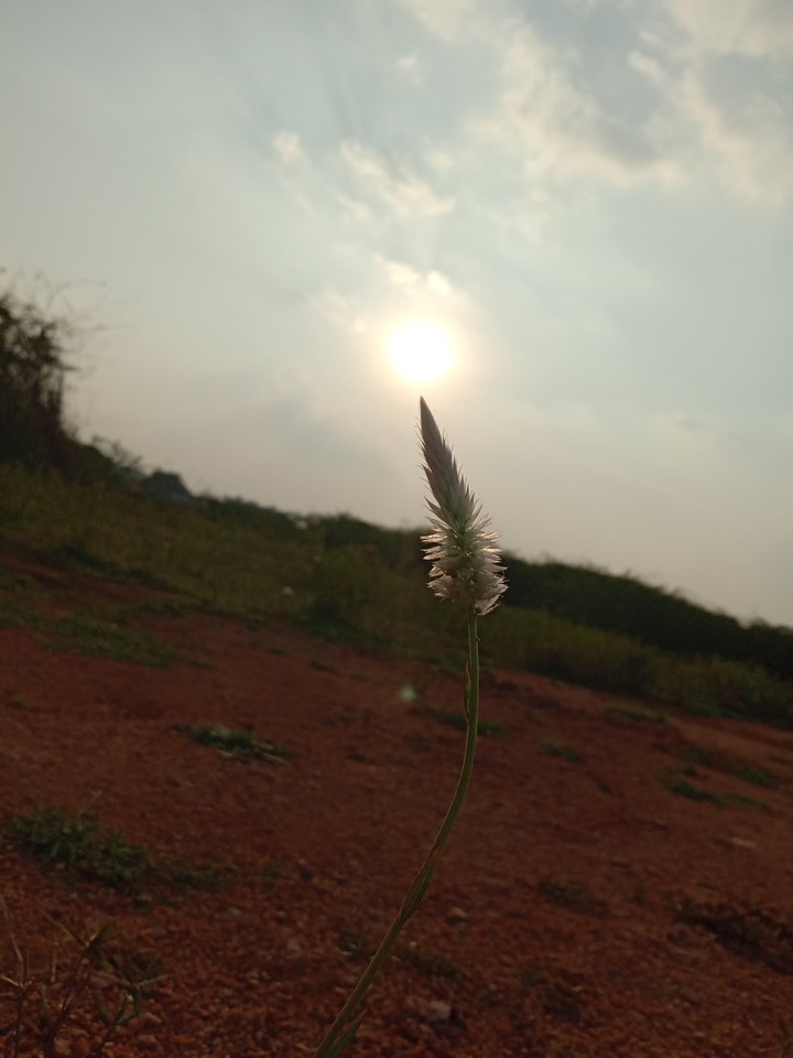 sunshine