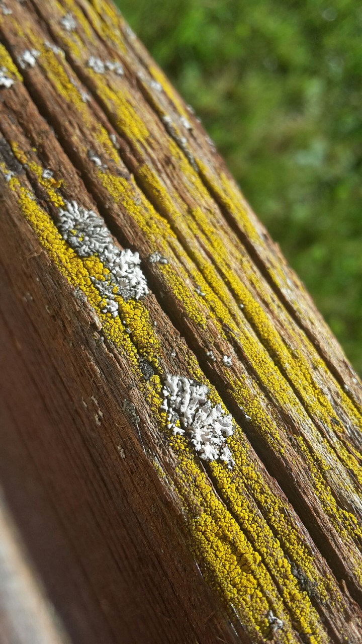 Old Wood