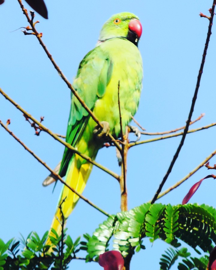parrot