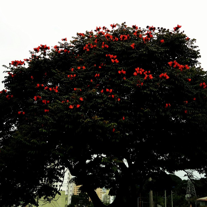 diadema