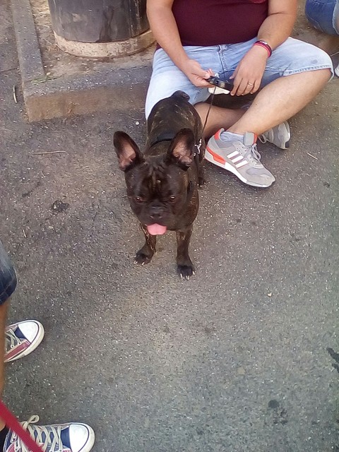 Toretto