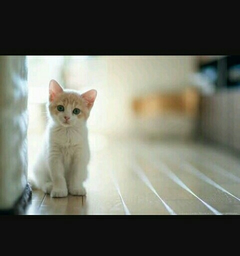 cute cat❤❤