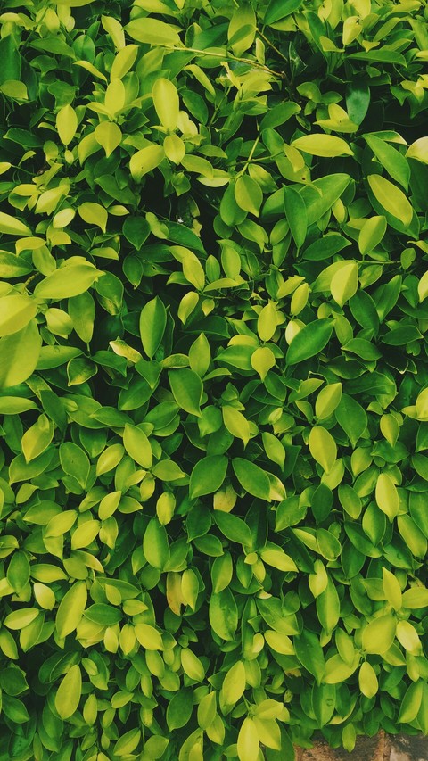 tree, grass桌布
